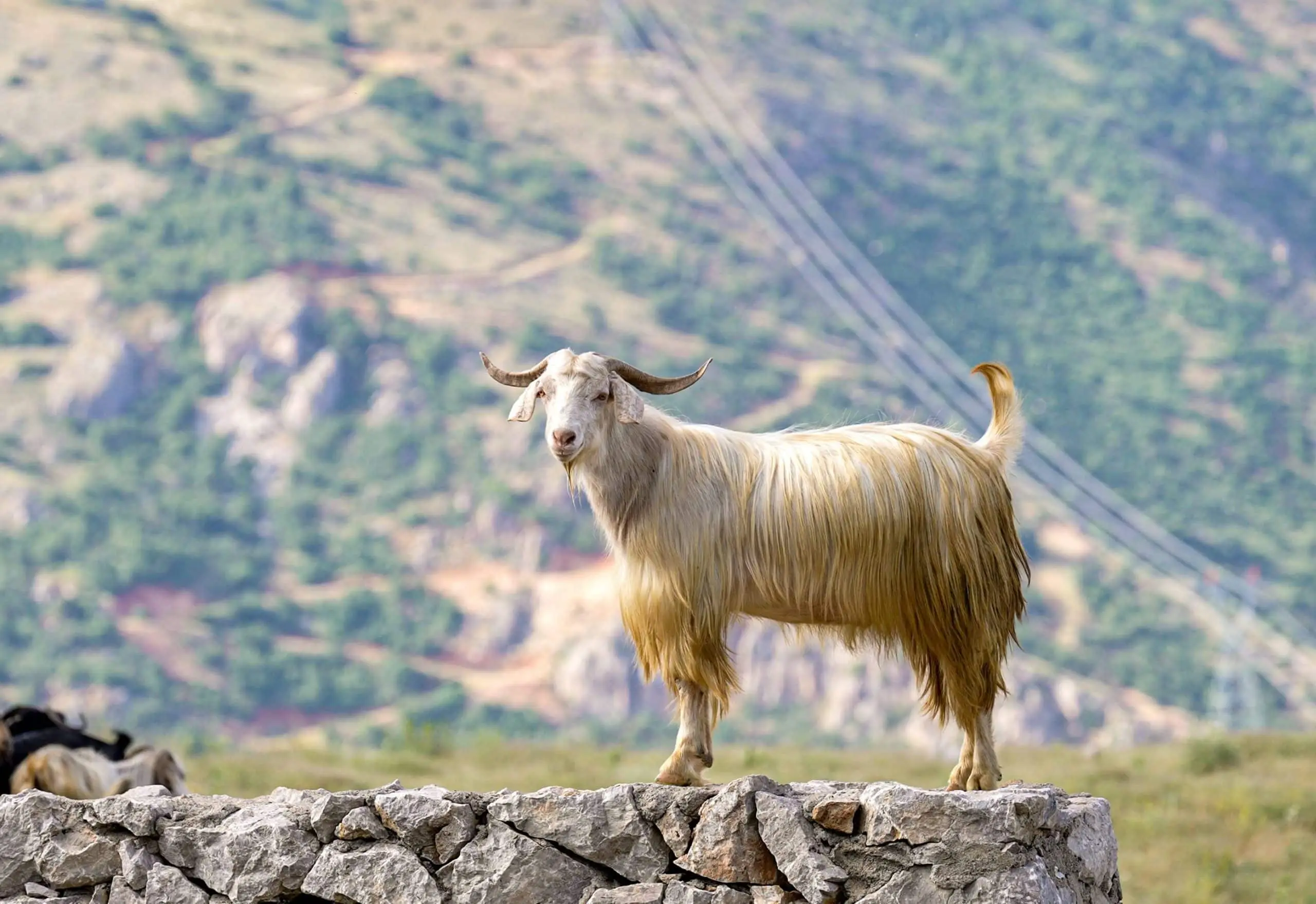 Keçi Tulum Peyniri 900 Gr