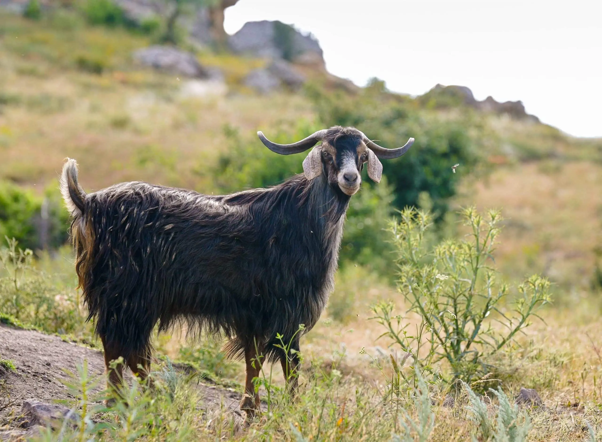 Keçi Tulum Peyniri 900 Gr